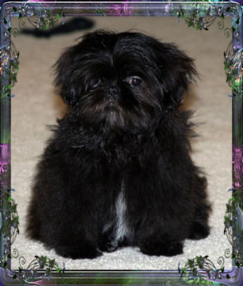 Andre tiny little black male chinese imperial shih tzu puppy teacup